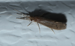 Oecetis