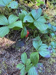 Booneacris glacialis