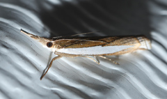 Crambus leachellus