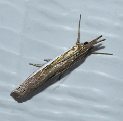 Crambus leachellus