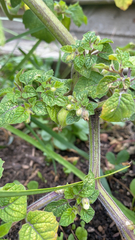 Physalis grisea