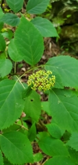 Hydrangea arborescens