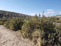 Chamaebatiaria millefolium