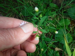 Symphyotrichum prenanthoides