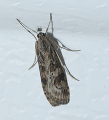 Nomophila nearctica