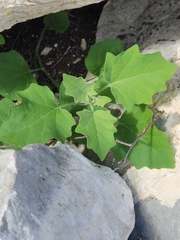 Physalis cinerascens