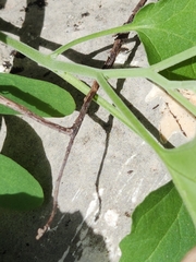 Physalis cinerascens