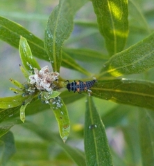 Coccinella