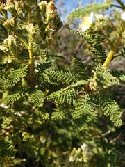 Chamaebatiaria millefolium