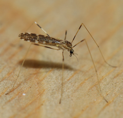 Erioptera caliptera