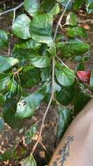 Ehretia anacua