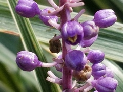 Liriope