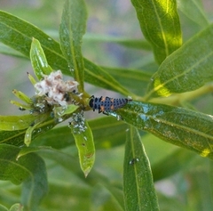 Coccinella