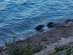 Anas platyrhynchos