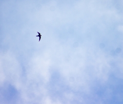 Streptoprocne zonaris