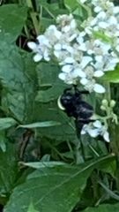 Bombus pensylvanicus