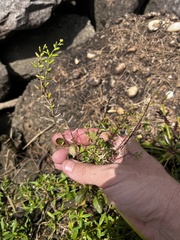 Rorippa sessiliflora