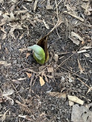 Symplocarpus foetidus