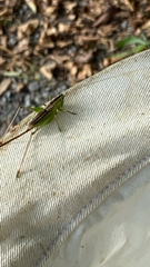 Conocephalus strictus