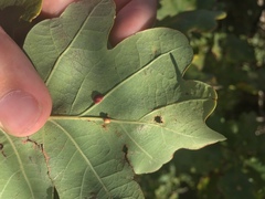 Neuroterus anthracinus