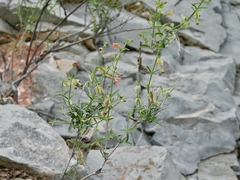 Acleisanthes angustifolia