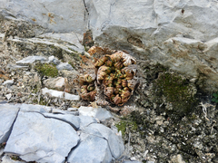 Selaginella lepidophylla