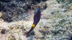 Sparisoma cretense