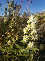 Chamaebatiaria millefolium