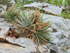 Hechtia mapimiana