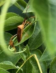 Chondrocera laticornis