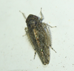 Paraphlepsius collitus