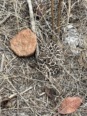 Crotalus oreganus helleri