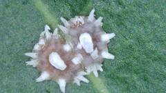 Ceroplastes floridensis