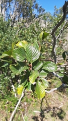 Rhamnus alpina