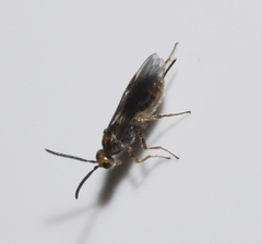 Braconinae