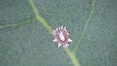 Ceroplastes floridensis