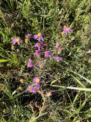 Senecio arenarius