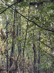 Sciurus carolinensis