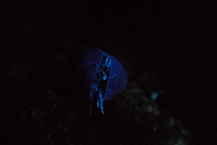 Armadillo officinalis