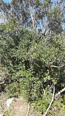 Rhamnus alpina