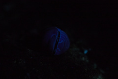 Armadillo officinalis