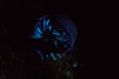 Armadillo officinalis