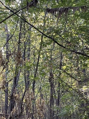 Sciurus carolinensis