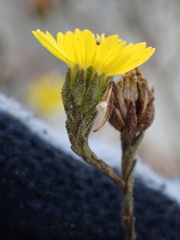 Deinandra paniculata