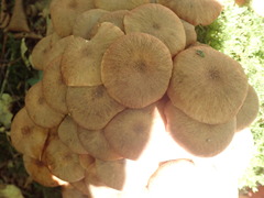 Desarmillaria tabescens