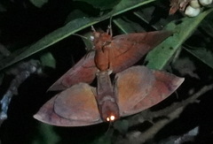 Sphingognatha asclepiades