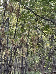 Sciurus carolinensis