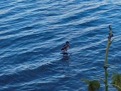 Anas platyrhynchos
