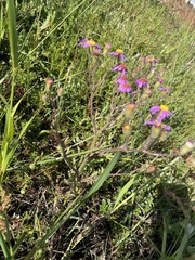 Senecio arenarius