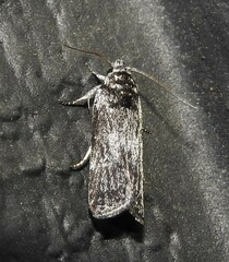 Menestomorpha oblongata